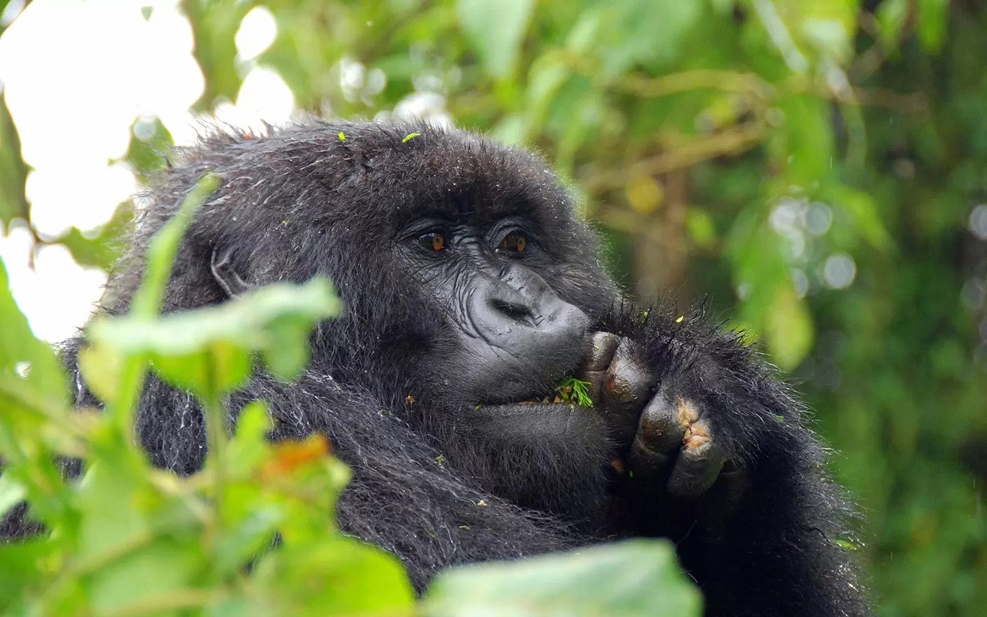 3 Days Uganda Gorilla Safari to Bwindi Impenetrable Forest - Bwindi ...