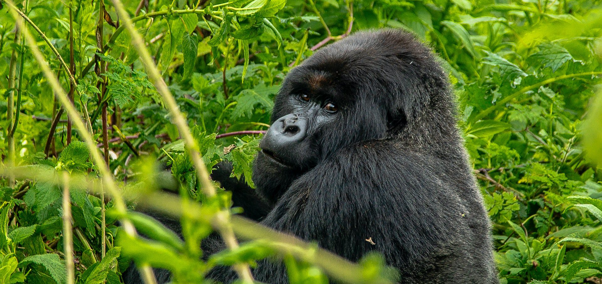 Best Congo Tour Operators