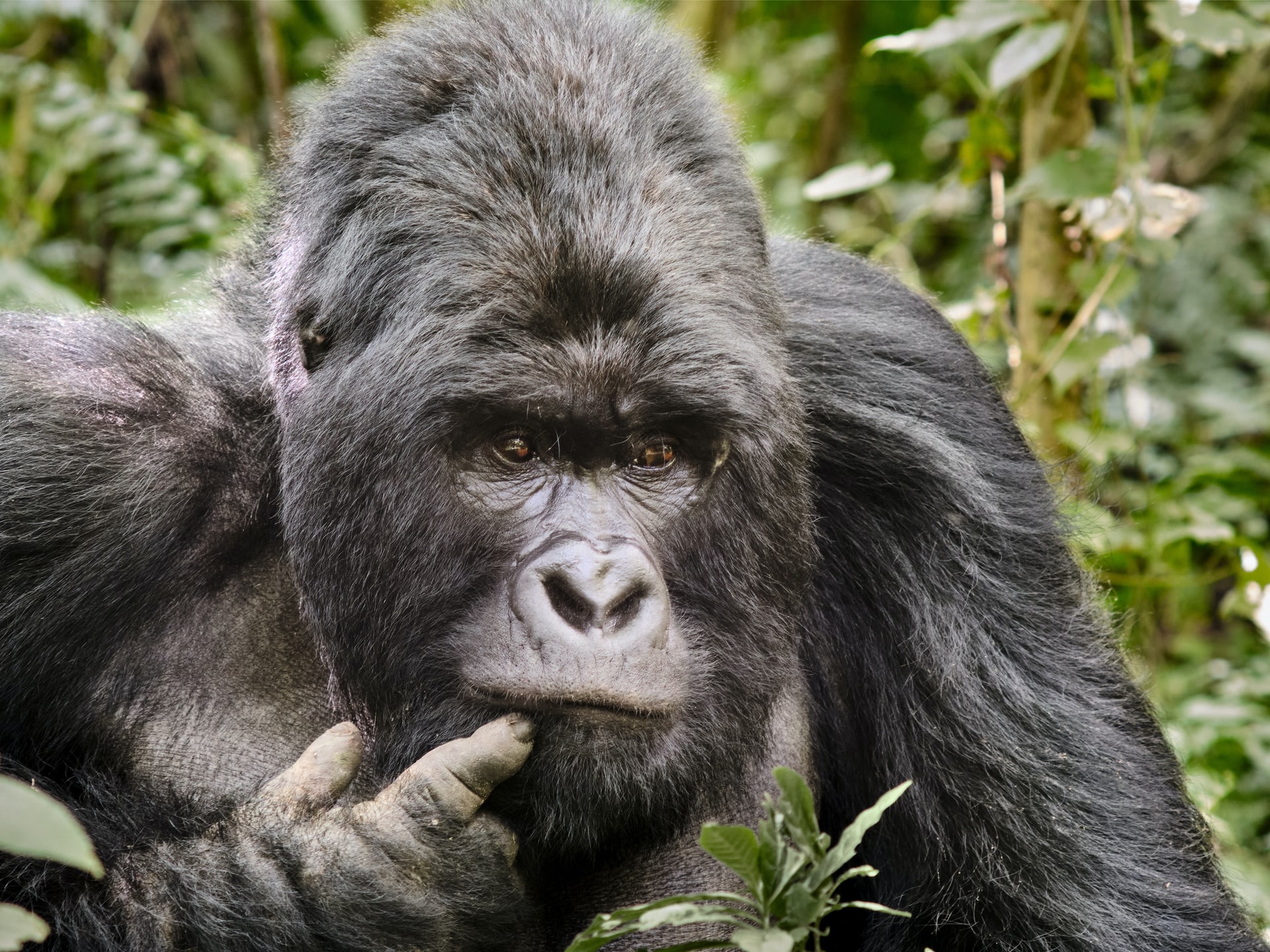 Tree Species in Bwindi Forest National Park