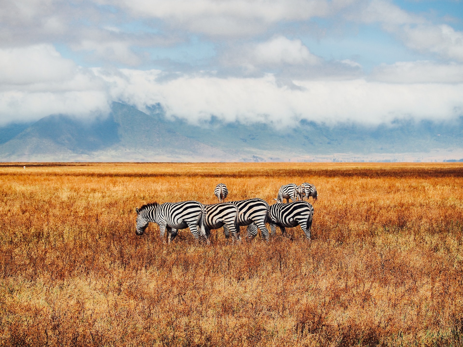 top travel agents for tanzania