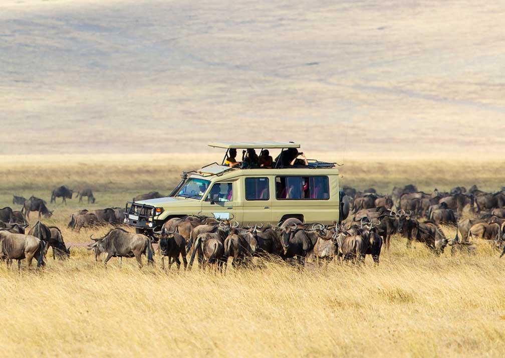 Best Kenya Safari Companies