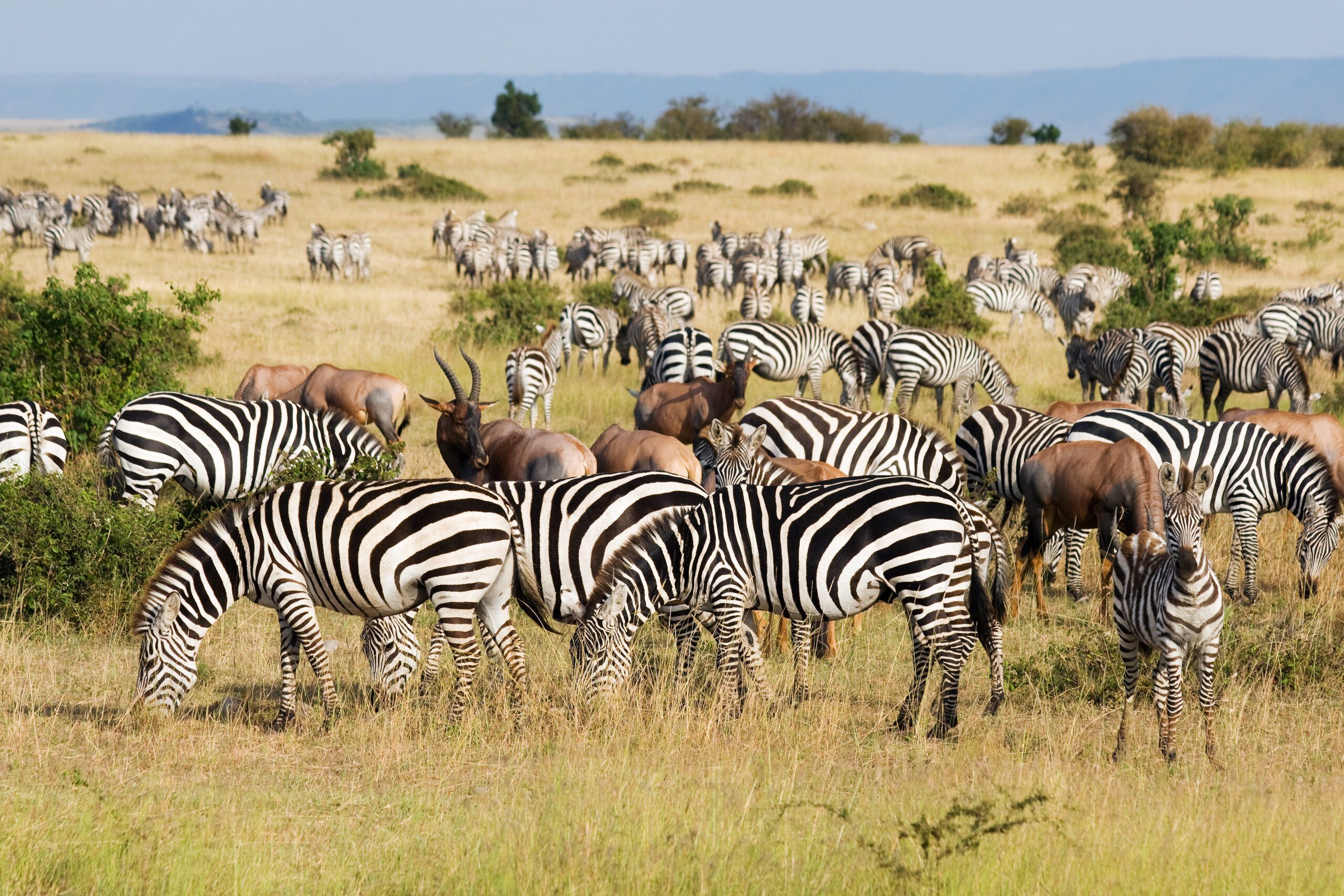 Best Kenya Tour Operators