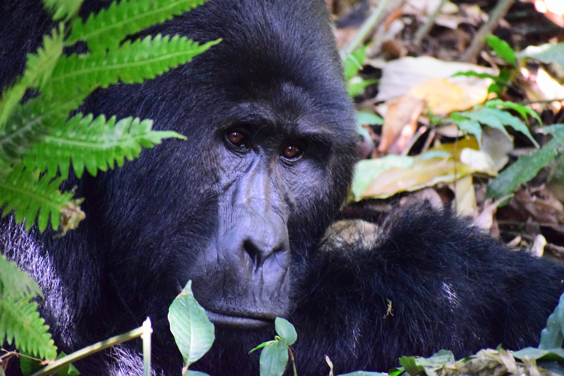 Luxury Gorilla trekking Safaris