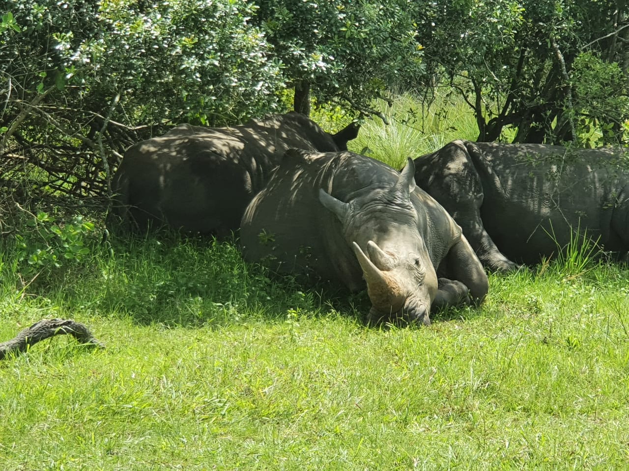 Uganda Safaris & Tours