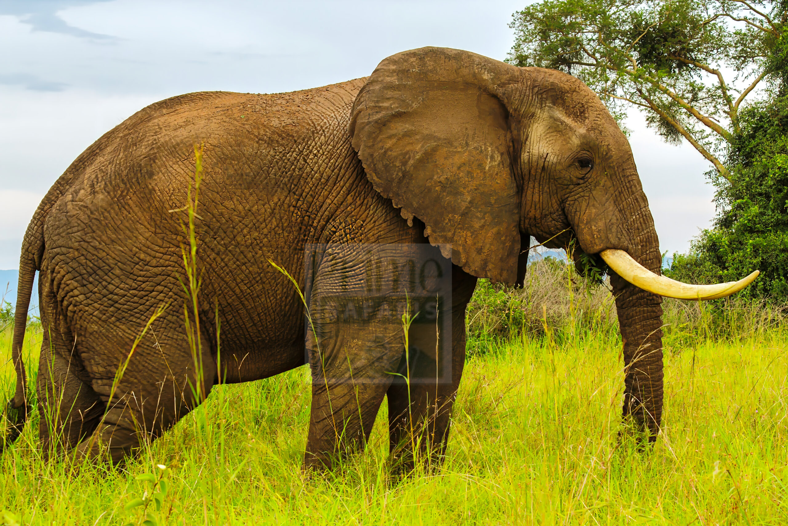 Safaris in Uganda Africa